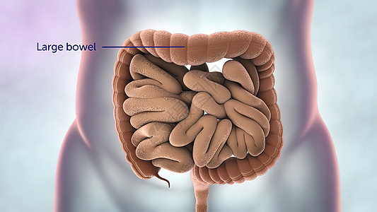 人类消化系统解剖 3D 插图腹部生物学食管疾病视频手术消化胰腺回肠3d图片