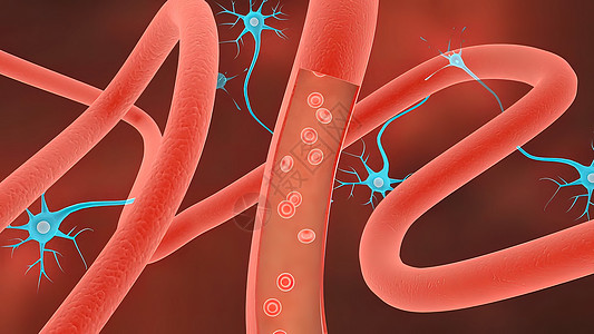 受体 单克隆抗体通过血脑屏障3D医疗插图的运输药品心血管信息科学心室船只病人树干图表蓝色图片