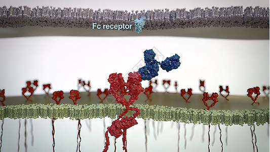 抗体是免疫系统为防治感染而生产的蛋白质癌症软件诊断考试全息渲染肿瘤微生物解剖学手术图片