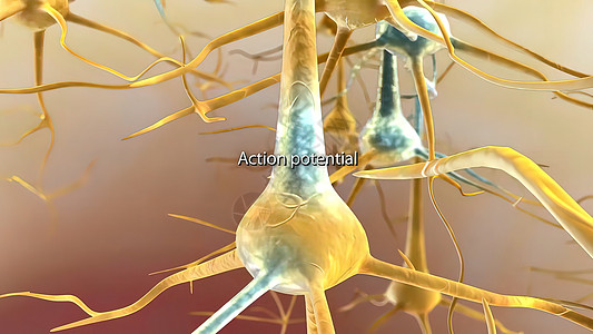 当神经元通过xon从细胞身体中发送信息时 就会产生行动潜力智力风暴插图神经生物学技术互联网电脑头脑活动图片