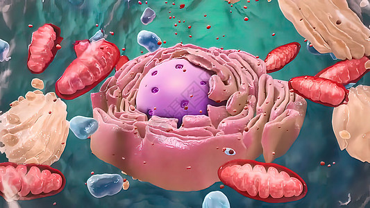 Eukaryaty细胞 核和有机体及脊柱的部件解剖学婴儿网状功能横截面仪器染色体器官生物核仁图片