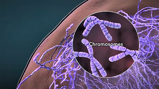 细胞核中的染色体和DNA科学技术基因组制药药品疾病生物血细胞直升机紫色图片