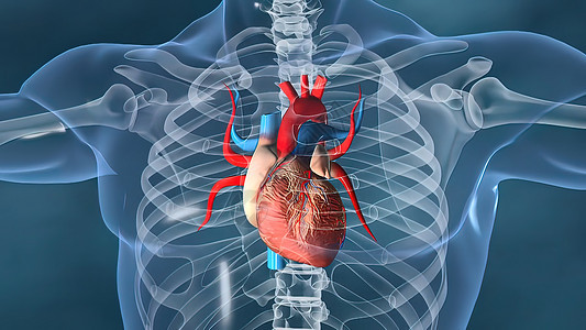 人的心脏 人的心脏模型 包括的充分的裁减路线 心脏解剖学流量心肌心房生理间隔左心手术耳廓动脉心室图片