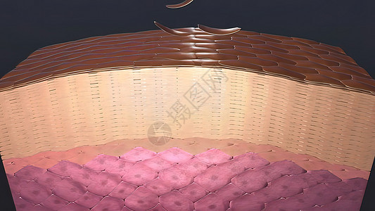 皮肤癌3D例 在皮肤组织下生长的肿瘤卫生预防癌症医学胸部甲状腺乳腺化疗生物身体图片