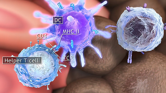 T细胞清扫肿瘤细胞医疗分子保健图像免疫学计算机结构胰腺医学倍率图片