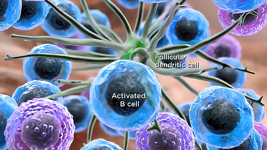 脑部的叶立体淋巴结构技术活力环形流动生物学脑细胞生物健康头脑解剖学图片