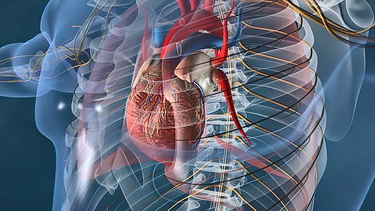 人的心脏 人的心脏模型 包括的充分的裁减路线 心脏解剖学心脏病学血管心肌手术科学间隔医学医疗生理系统图片
