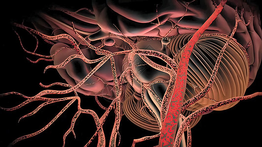 大脑的动脉从大脑的横向和中枢视角看出来树干塑料生理脉冲解剖学医生外科心血管身体静脉图片