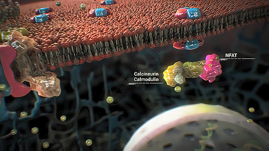 细胞蛋白质的组装和功能身体宫颈治疗癌症诊断生活病人卫生生长医学图片