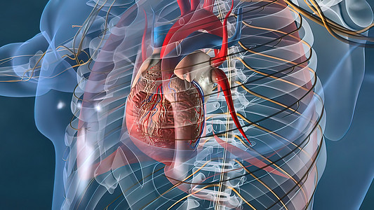 人的心脏 人的心脏模型 包括的充分的裁减路线 心脏解剖学心房间隔学习保健动脉医学科学手术形态学静脉图片