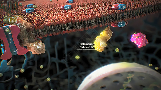 细胞蛋白质的组装和功能病人摄影生长生物甲状腺辐射保健药品医学颈椎病图片