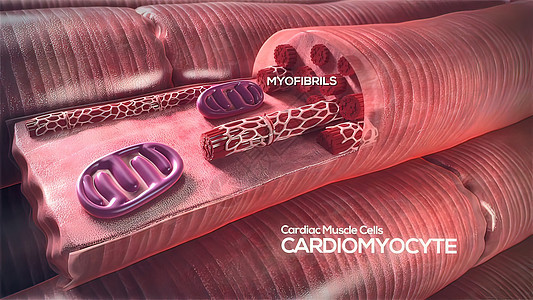 心肺细胞3d氧气中庭人心血管小动脉科学殴打骨骼脉动器官图片