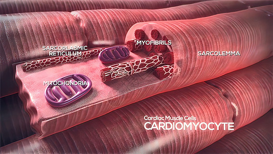 心肺细胞3d人心血块中庭心脏主动脉脉冲器官骨骼医学化学图片
