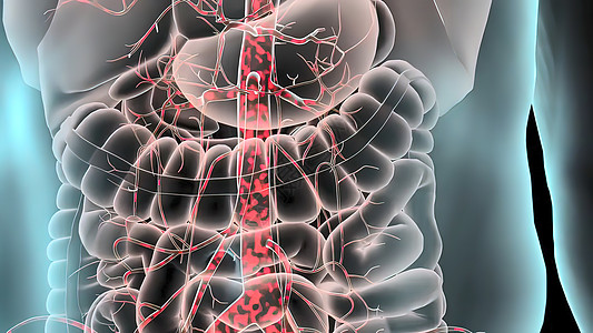 3D 脉搏剖腹膜动脉瘤医学插图心碎消化肋骨身体胰岛素器官杯子糖尿病大肠冒号图片