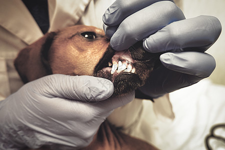 兽医检查狗的牙齿 看狗牙图片