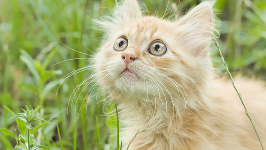 红毛小猫在绿色的草地上婴儿动物小狗眼睛好奇心猫科毛皮宠物条纹猫咪图片