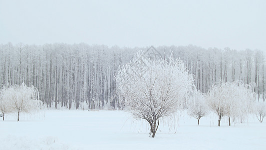 冬季城市公园的风景下雪了图片