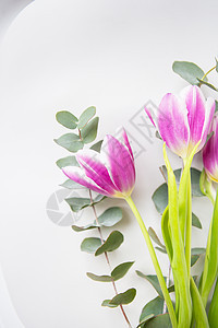 美丽的紫色郁金香和白椅子上的叶卡丽普图斯 春情 3月8日的明信片图片