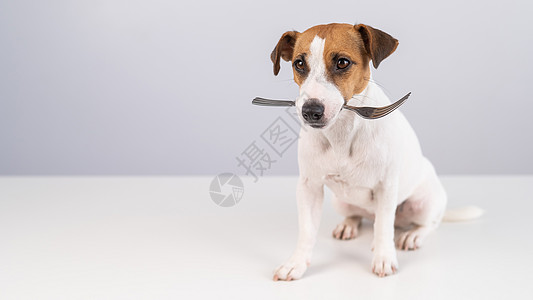 一只狗杰克罗素泰瑞的肖像 用白色背景在嘴里拿着叉子犬类冠军哺乳动物食谱菜单营养动物厨师食物小狗图片