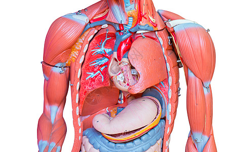 上身 男性胸腔内脏器官肺心和胃部部分医学教育的模型图示图片