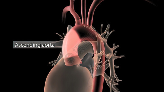 人类循环系统心脏跳动解剖3D导体概念身体动脉器官静脉信息心室肌肉流量心血管生物学图片