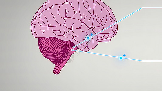 三维插图 3D 说明部分脑电图 负责自治的全息保持男人蓝色呕吐身体医生稳态垂体髓质中枢神经药品图片