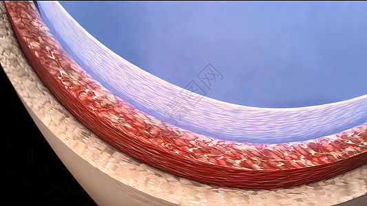 人类循环系统心脏跳动解剖3D导体概念图表动脉中庭生物学流量3d主动脉渲染男人骨骼图片