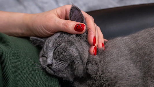 英国猫 用彩色模糊背景画小猫肖像哺乳动物爪子动物毛皮晶须猫咪工作室橙子宠物眼睛图片