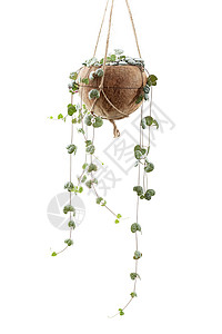 DIY椰子罐中心脏系植物图片