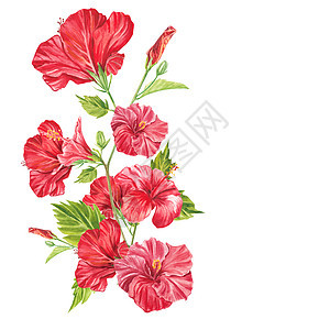 在白色背景上突出显示的一朵红色木槿花 水彩热带花卉逼真多彩花束与芙蓉 植物学 异国情调的热带花卉对象为您的海报 明信片设计婚礼卡图片