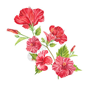 水彩花朵在白色背景上突出显示的一朵红色木槿花 水彩热带花卉逼真多彩花束与芙蓉 植物学 异国情调的热带花卉对象为您的海报 明信片设计假期问背景