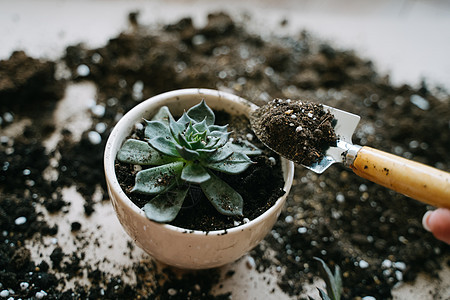 将植物移植到陶瓷盆中 他手里拿着一把铲子 上面有盆栽植物的土壤女士装饰植物群花盆家庭植物学叶子生长家园绿色图片