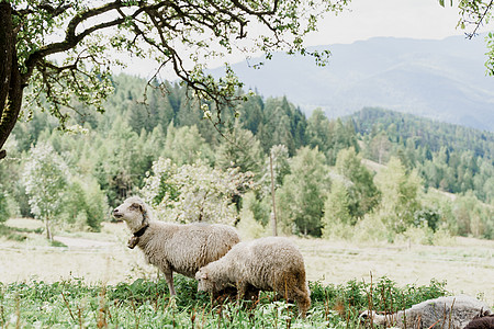 群羊在山上 农场绿色田野上的绵羊和公羊 从动物身上生产羊毛皮毛家畜畜牧业乡村宠物后代舌头农业羊圈山羊图片