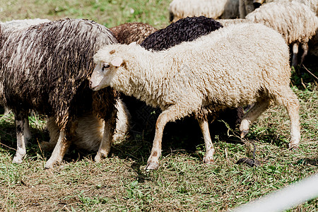 农场的绿地上有羊群和公羊 从牲畜中生产羊毛 山上放羊群动物母羊毛皮哺乳动物绵羊内存豆荚羊圈舌头山羊图片