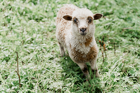 有趣的绵羊在绿色的田野上看着镜头 拥有美丽羊毛的快乐动物 绵羊和公羊生产羊毛 牛奶 奶酪的广告母羊哺乳动物农业皮毛乡村宠物后代羊图片