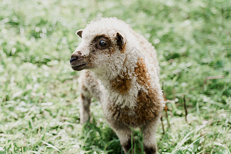 在绿色领域的滑稽的绵羊特写镜头 拥有美丽羊毛的快乐动物 绵羊和公羊生产的羊毛 牛奶和奶酪的广告农场山羊农业皮毛哺乳动物乡村毛皮后图片