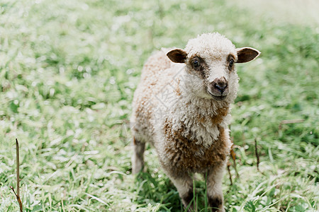 在绿色领域的滑稽的绵羊特写镜头 拥有美丽羊毛的快乐动物 绵羊和公羊生产的羊毛 牛奶和奶酪的广告母羊羊肉羊圈皮毛畜牧业后代豆荚内存图片