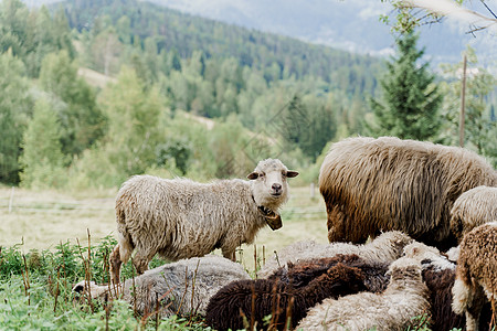 群羊在山上 农场绿色田野上的绵羊和公羊 从动物身上生产羊毛家畜母羊舌头羊圈山羊哺乳动物豆荚毛皮农业内存图片