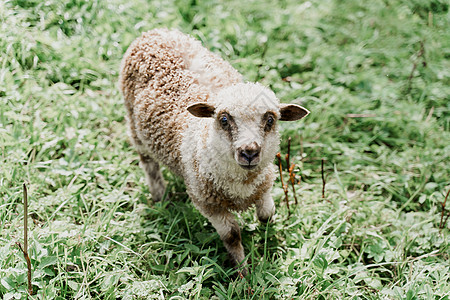有趣的绵羊在绿色的田野上看着镜头 拥有美丽羊毛的快乐动物 绵羊和公羊生产羊毛 牛奶 奶酪的广告乡村农业内存哺乳动物宠物农场母羊毛图片