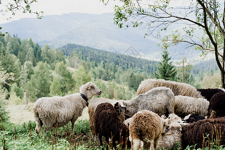 群羊在山上 农场绿色田野上的绵羊和公羊 从动物身上生产羊毛豆荚畜牧业农业皮毛羊肉母羊内存羊圈家畜宠物图片