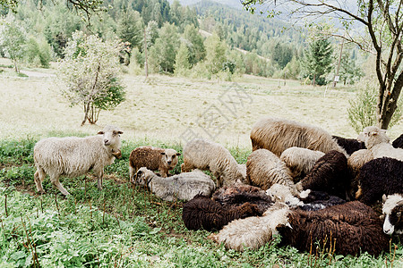 群羊在山上 农场绿色田野上的绵羊和公羊 从动物身上生产羊毛家畜宠物舌头农业哺乳动物羊肉母羊豆荚羊圈后代图片
