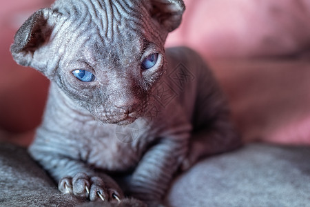 一个非常小的灰色斯芬克斯小猫的肖像图片