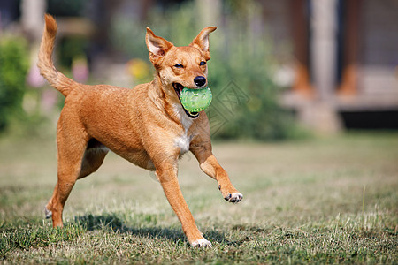 一只橙色美丽的小狗跑进院子 嘴里有个绿球宠物牙齿草地行动朋友飞行晴天训练快乐橙子图片