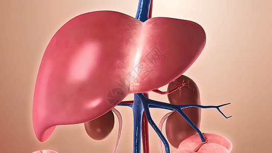 人体结构 人体器官 以肝脏为主的器官考试静脉生物学男人艺术动脉插图生活方式宏观药品图片