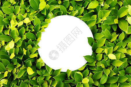 绿色叶子背景 留下纹理 空白圆形复制空间图片