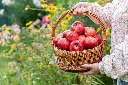 女人拿着一个配红苹果的螺旋篮子万花筒地面农村公园花园营养蔬菜院子水果女士图片