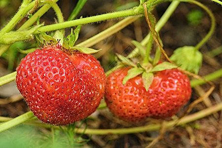 草莓 浆果和绿树叶的近视 美丽的自然背景 天然颜色水果种植园农业场地植物学农场营养季节生长荒野图片