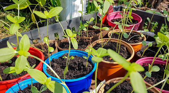以 4k 格式拍摄西葫芦或南瓜的幼苗 杯子里的蔬菜幼苗 准备在春天种植在空地上 种植有机蔬菜的概念图片