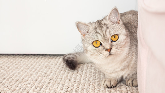 美丽的银虎斑英国短毛猫 黄色的眼睛看着带复制空间的相机图片