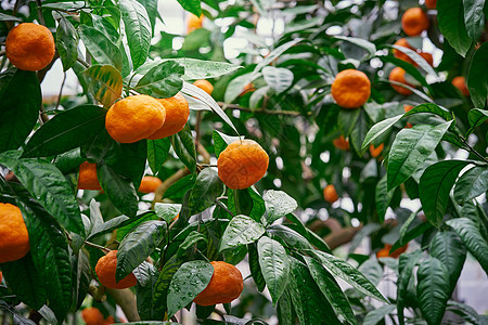 丹格林 普通话和成熟水果 橙子果树 新鲜熟柑橘枝图片